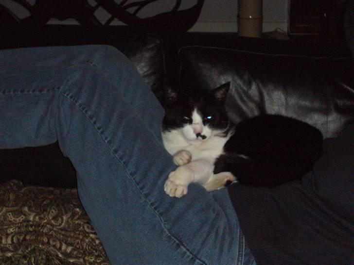 Blanding af racer Figaro - uhhh nu kan jeg ikke søve mere ...zzz... ok måske kun lidt...zzz...zz billede 6