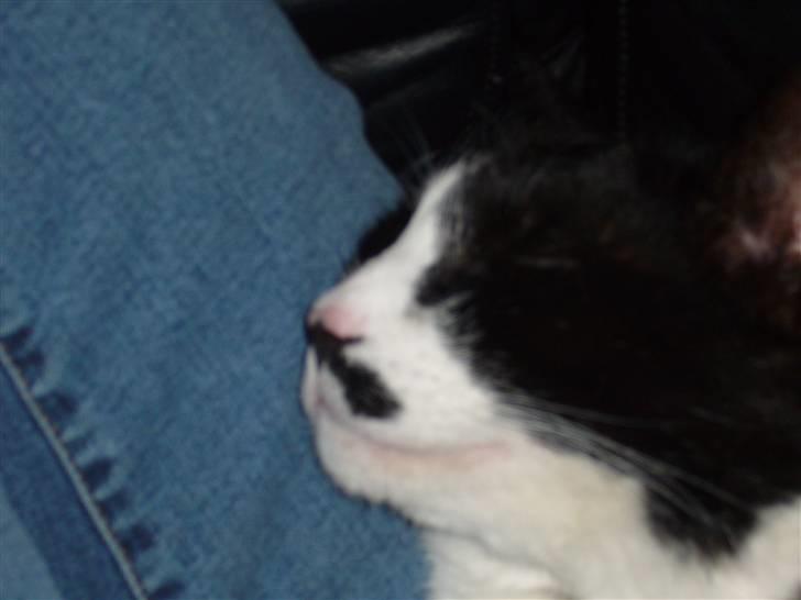 Blanding af racer Figaro - han falte i sovn igen zzz...zz....zzz...z billede 7