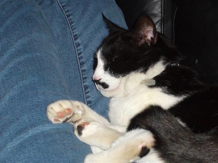 Blanding af racer Figaro - er han ikke kær? billede 8