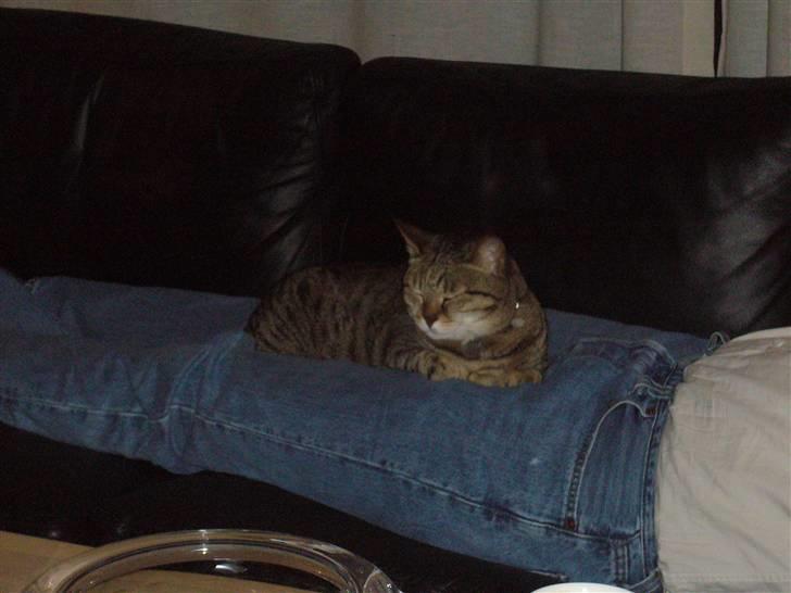 Blanding af racer Duchez - hun er sku da kær <3<3<3 billede 6