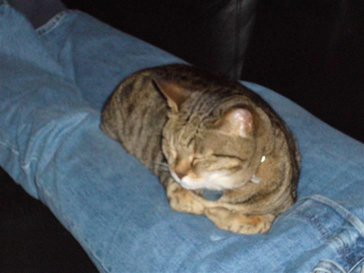 Blanding af racer Duchez - krøller lige mine fusser ind i varmen <3 billede 7