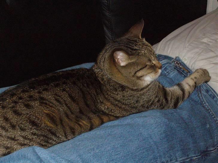 Blanding af racer Duchez - så tage vi lige fat heeh <3 billede 8