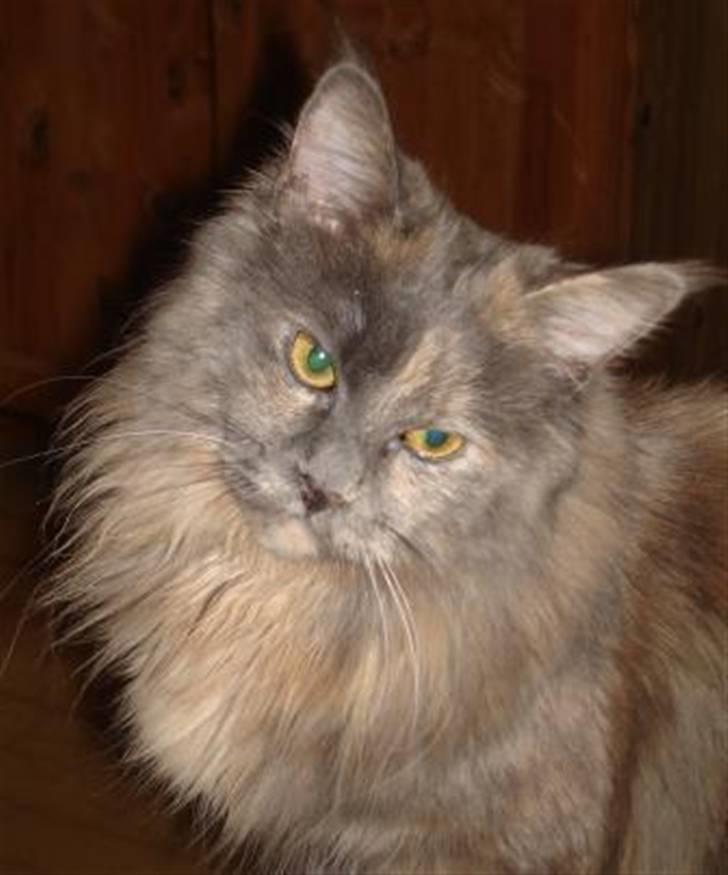 Maine Coon Blue Diamond billede 1