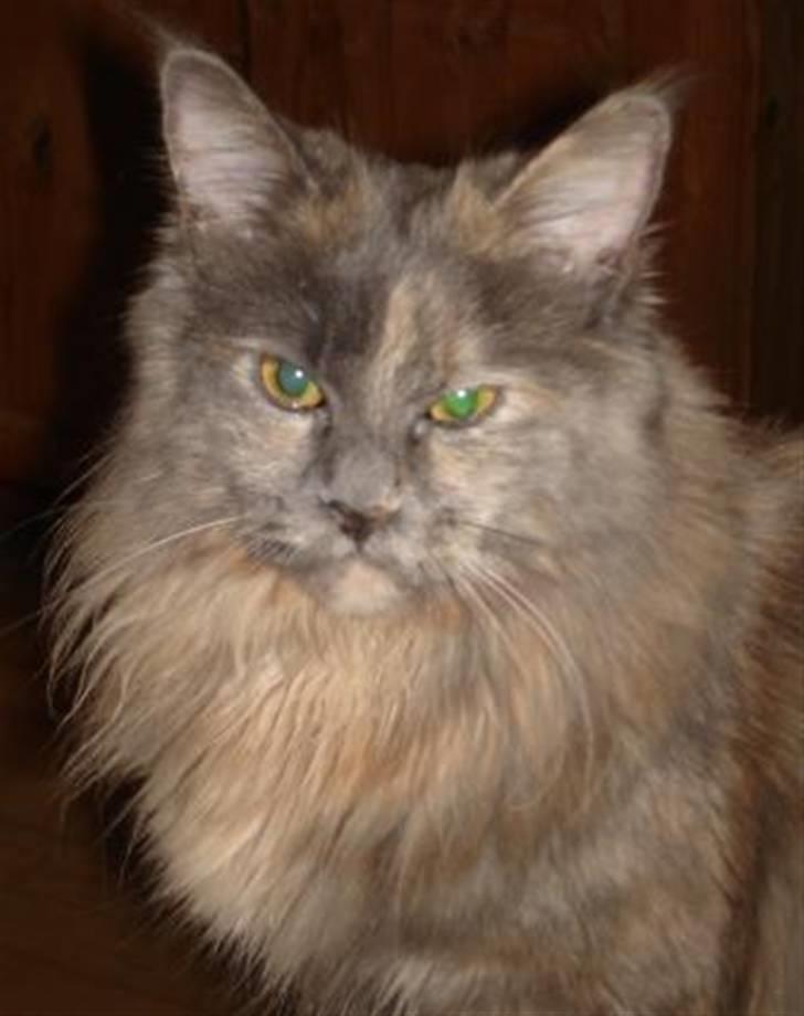 Maine Coon Blue Diamond billede 2