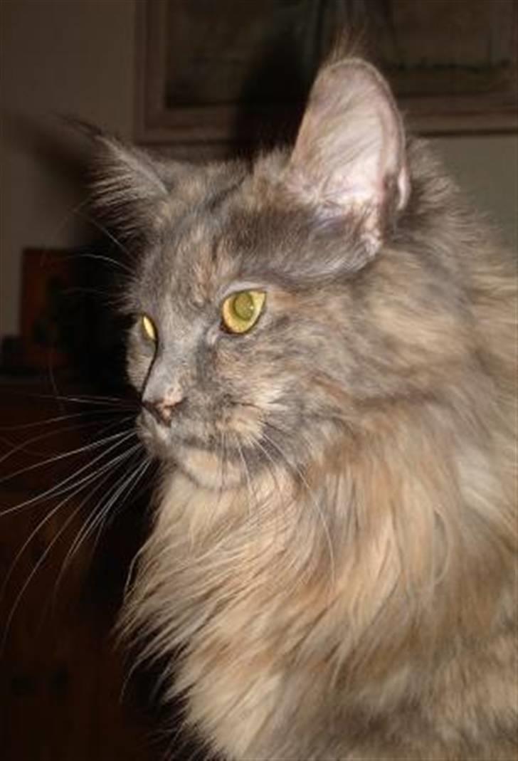 Maine Coon Blue Diamond billede 3