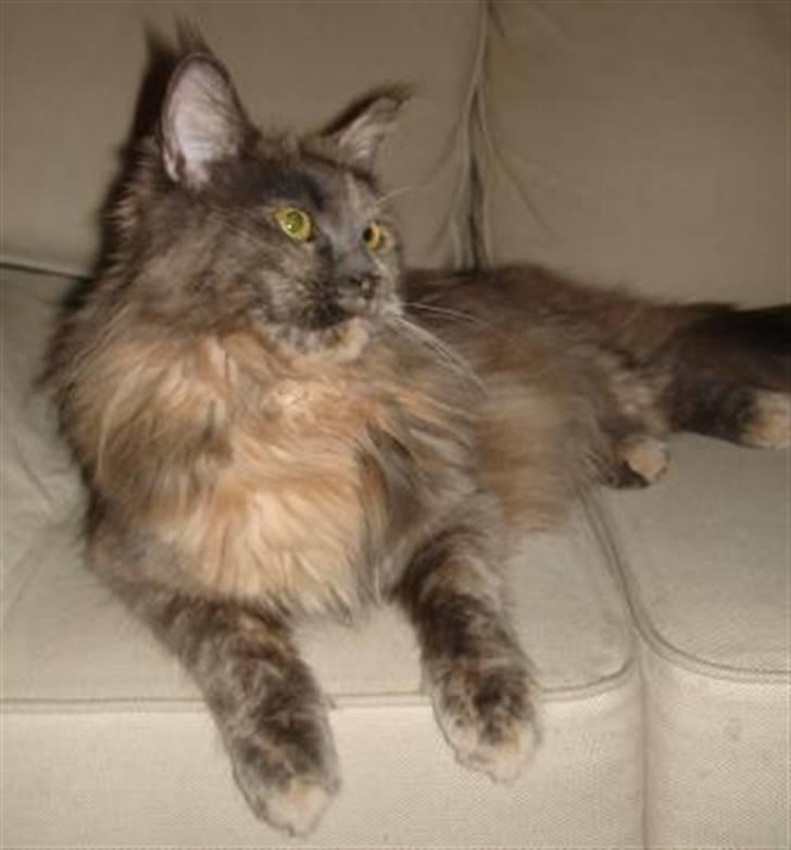 Maine Coon Blue Diamond billede 4