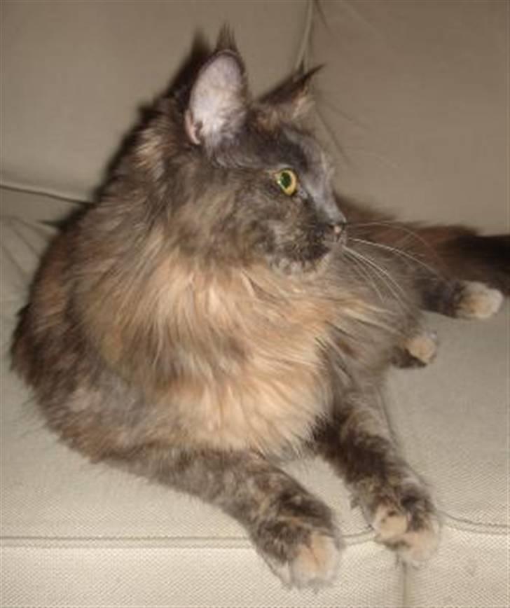 Maine Coon Blue Diamond billede 5