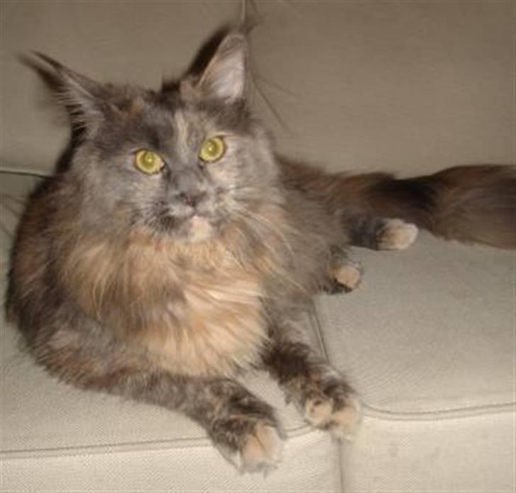 Maine Coon Blue Diamond billede 6