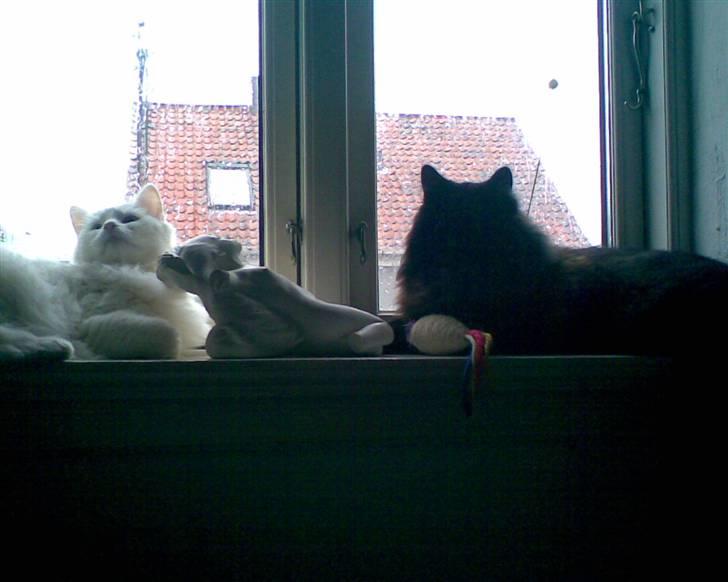 Blanding af racer Harry billede 6