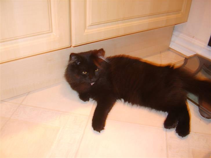 Blanding af racer Harry - ja så venter man bare på at få noget at spise :-) billede 7