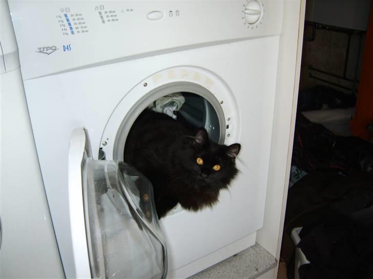 Blanding af racer Harry - jamen jeg er jo våd og så kan man jo bare ta en tur :-) billede 8