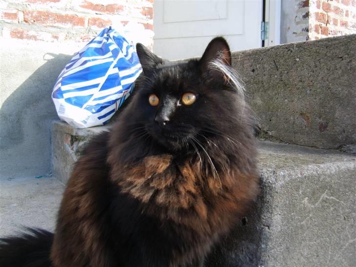 Blanding af racer Harry billede 9