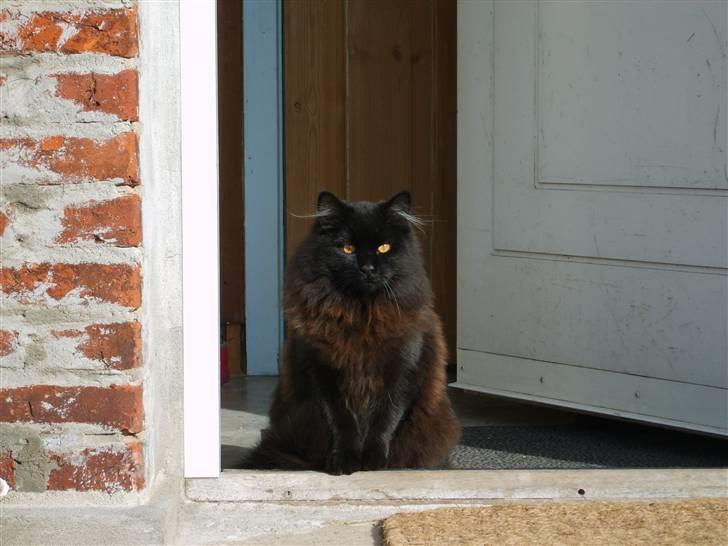 Blanding af racer Harry - her vogter jeg billede 10