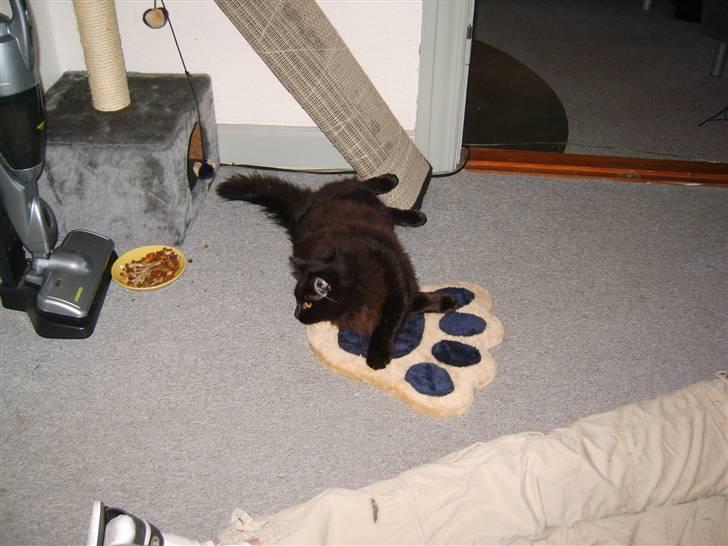 Blanding af racer Harry billede 11