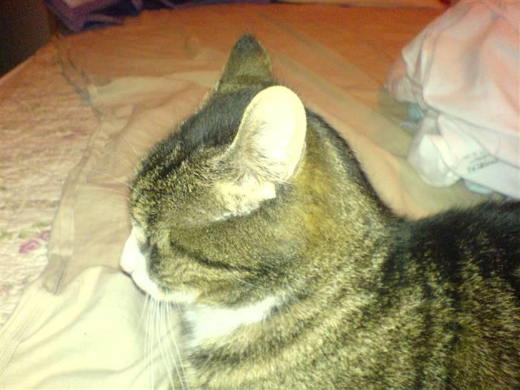 Huskat Mads avlivet ;( R.I.P! billede 8