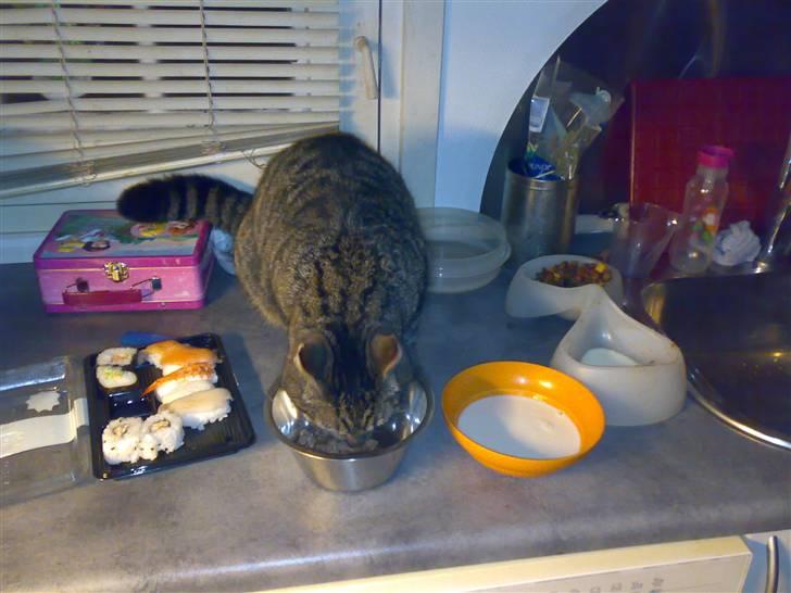 Huskat Casper billede 20