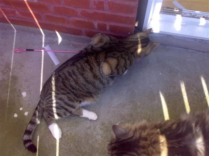 Blanding af racer benjamin billede 5