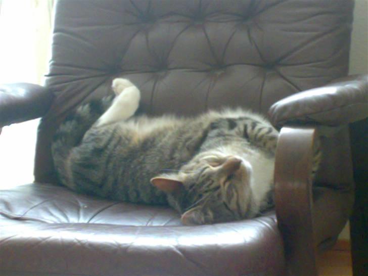 Blanding af racer benjamin - det er min yngligs plads billede 6