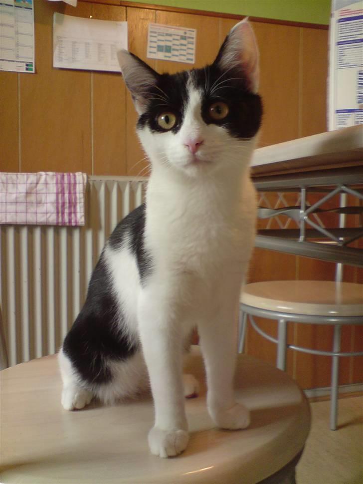 Blanding af racer Zorro billede 16