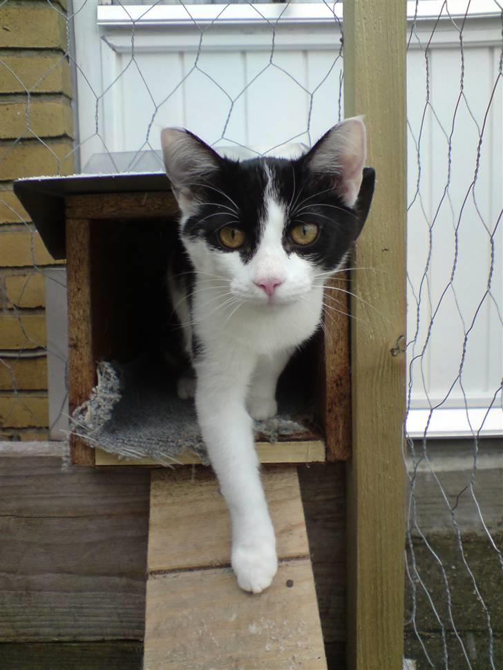 Blanding af racer Zorro billede 17