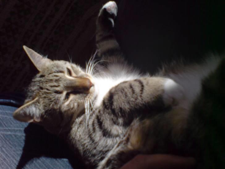 Blanding af racer benjamin - solen er dejlig billede 7