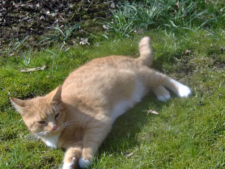 Huskat alfi <3 (nye billeder) - nyt billede 10