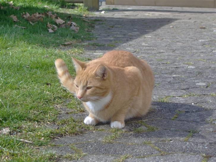 Huskat alfi <3 (nye billeder) - nyt billede 11