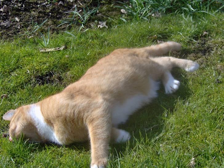 Huskat alfi <3 (nye billeder) - nyt billede 12