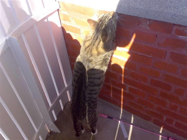 Blanding af racer benjamin - hvad er der her oppe mon billede 8