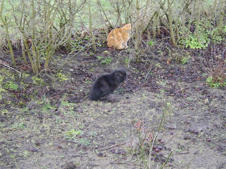 Perser Fergus  billede 10