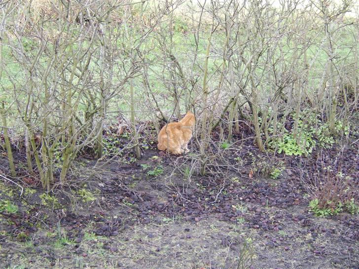 Blanding af racer Fimse - er væk billede 15