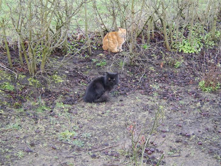 Blanding af racer Fimse - er væk billede 16