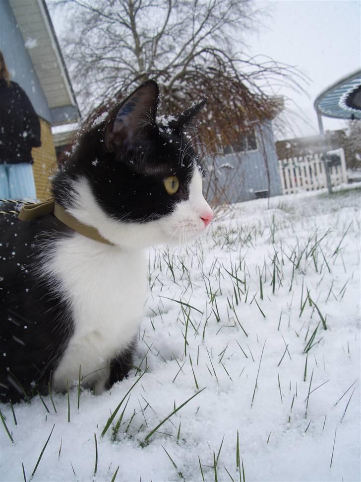 Huskat Picasso - 23/03 - 08: Ude i sneen for første gang i sit liv. Og han elskede det billede 8