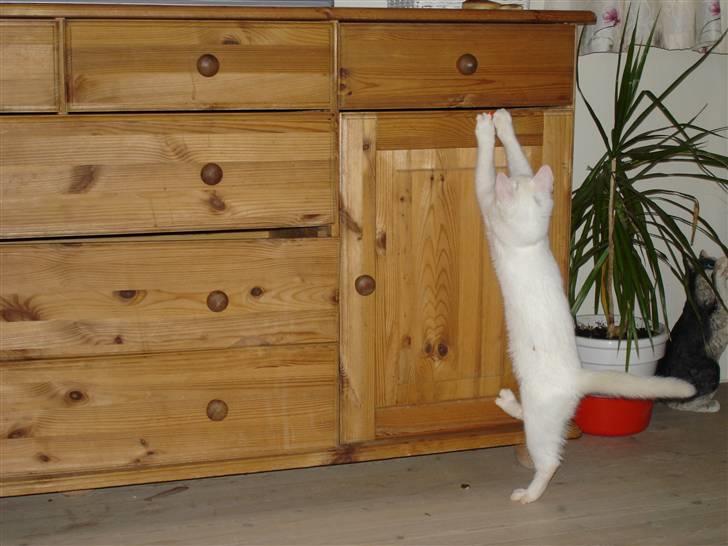 Huskat TILDE DØD - Fanget... billede 11