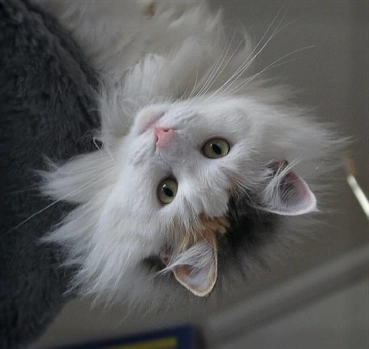 Norsk Skovkat Abi - Hygge på hylden. Abi - 2 år. billede 9