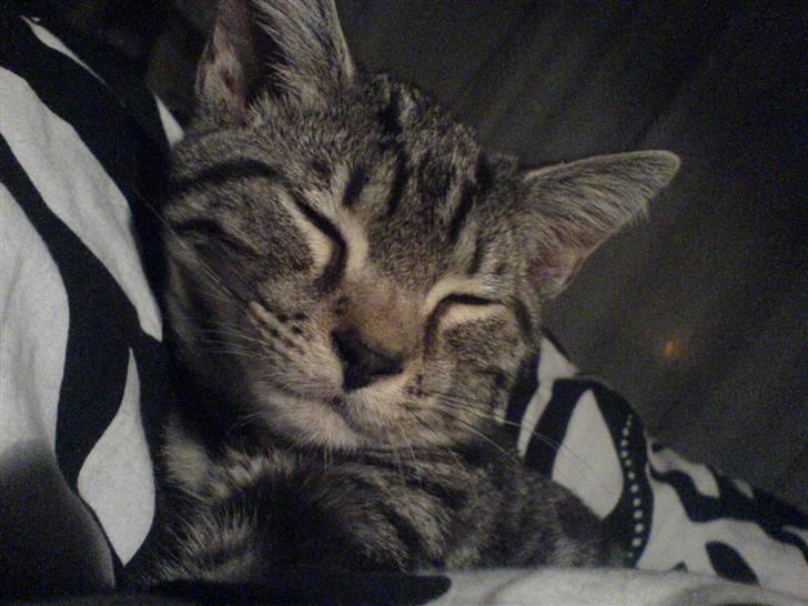 Blanding af racer Diablo ** I Himlen ** - Lille Diablo , ligger og putter med dynen billede 1