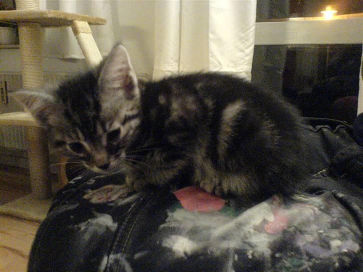 Blanding af racer Diablo ** I Himlen ** - Vores lille pus da vi fik ham d. 23 november 2007 billede 2