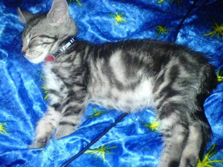 Blanding af racer Diablo ** I Himlen ** - Diablo ligger og sover , på sengen. billede 3