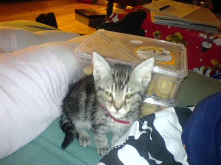 Blanding af racer Diablo ** I Himlen ** - Tager du nu billeder igen mor ? billede 4