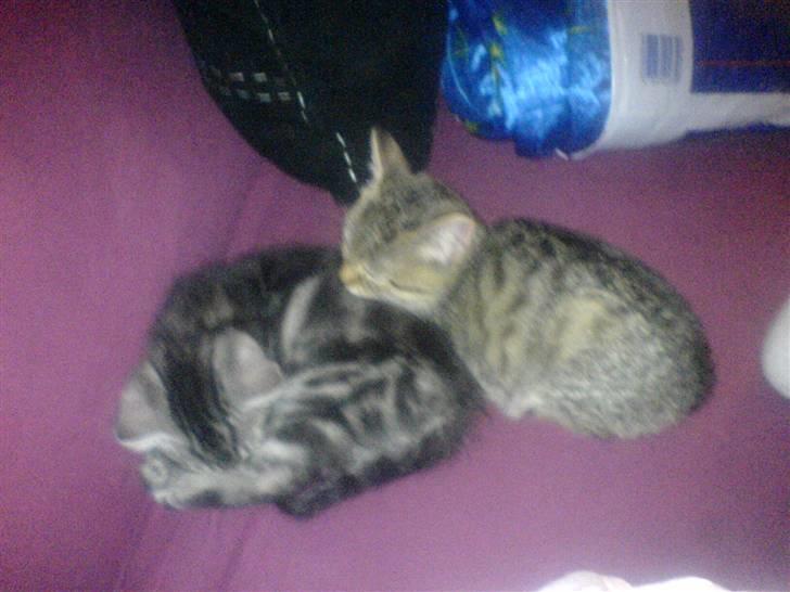 Blanding af racer Diablo ** I Himlen ** - Diablo og Nuggi ligger og putter. billede 5