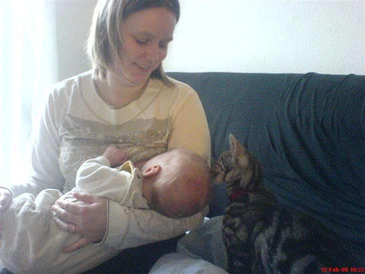 Blanding af racer Diablo ** I Himlen ** - Diablo er i fær med a sætte hår på vores lille nevø (: billede 6