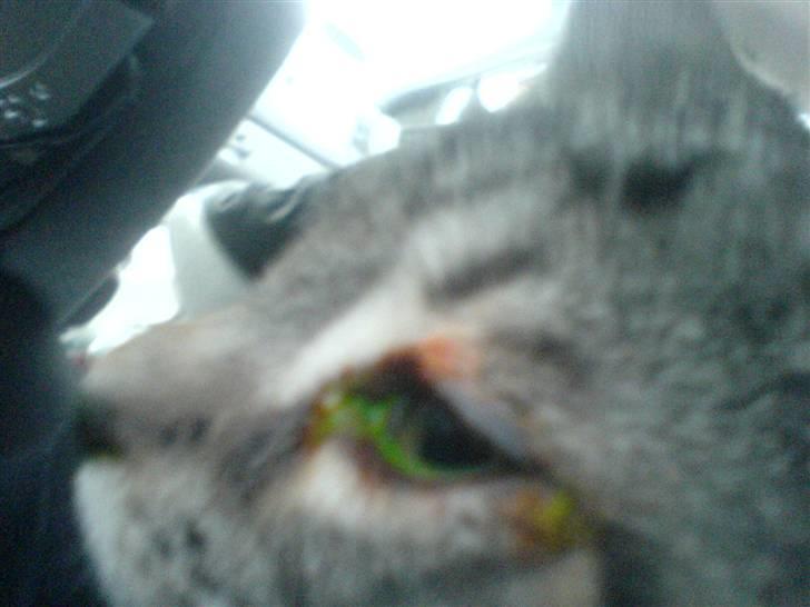 Blanding af racer Diablo ** I Himlen ** - Fået farve i øjet efter dyrelæge besøg d. 17 januar 2008, fordi ham og tøsen havde været oppe og slås, så vi var nervøse for om han sku ha fået sig en flænge på hornhinden. Så der måtte han os på medicin nogen dage (: billede 7