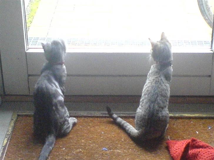 Blanding af racer Diablo ** I Himlen ** - Diablo og Nuggi sidder og kigger på bladene der flyver rundt udenfor  billede 8