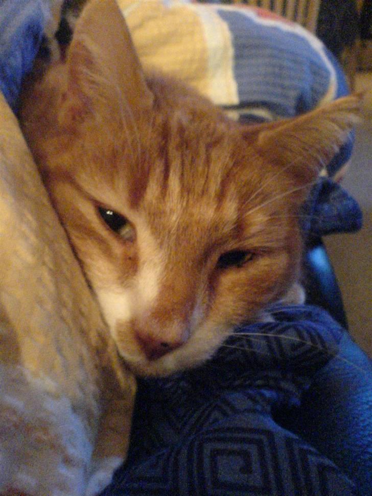 Blanding af racer Garfield <3 Død billede 1