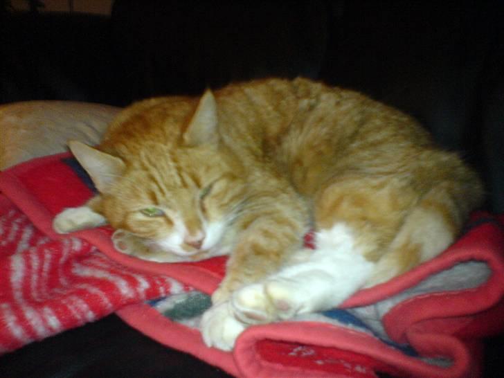 Blanding af racer Garfield <3 Død billede 2