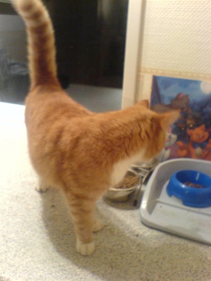 Blanding af racer Garfield <3 Død billede 3