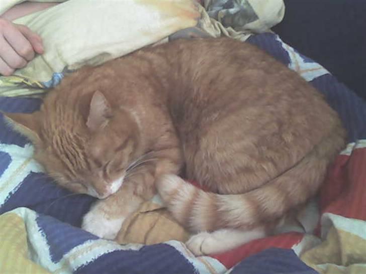 Blanding af racer Garfield <3 Død billede 5