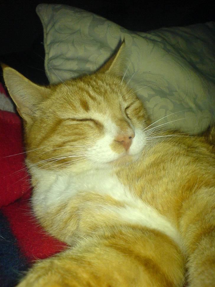 Blanding af racer Garfield <3 Død billede 6