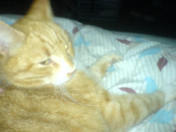 Blanding af racer Garfield <3 Død billede 7
