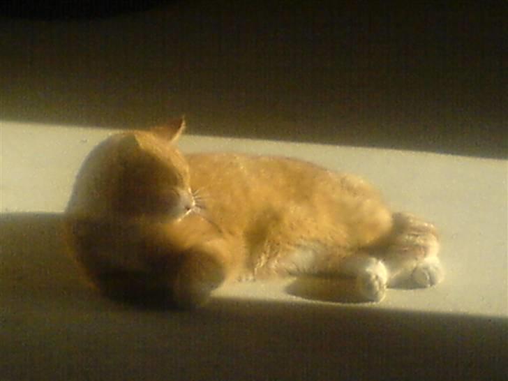 Blanding af racer Garfield <3 Død billede 8